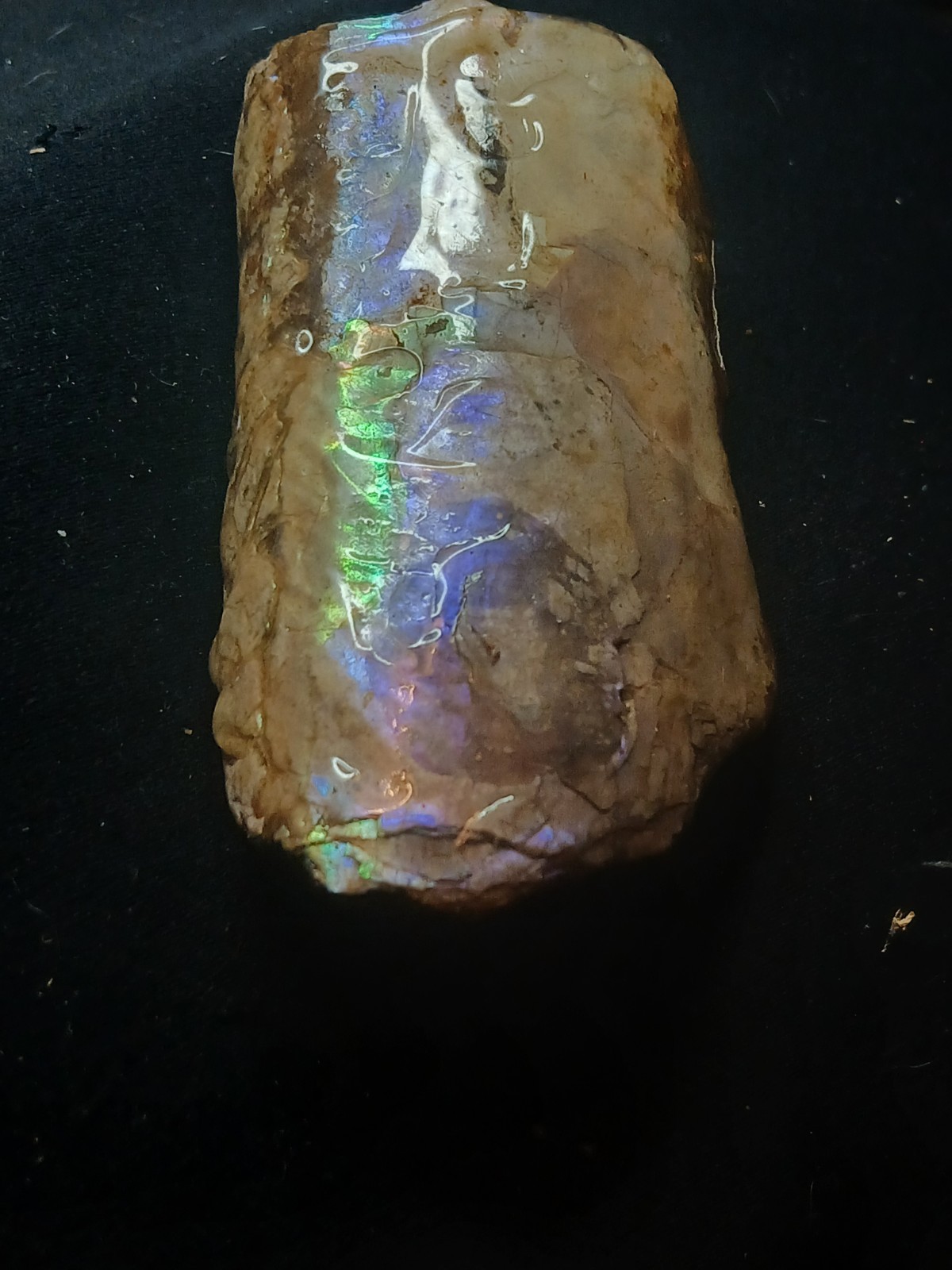 Brilliantly Colored Baculite/Iridescent/Opalized/Ammolite Gemstone
