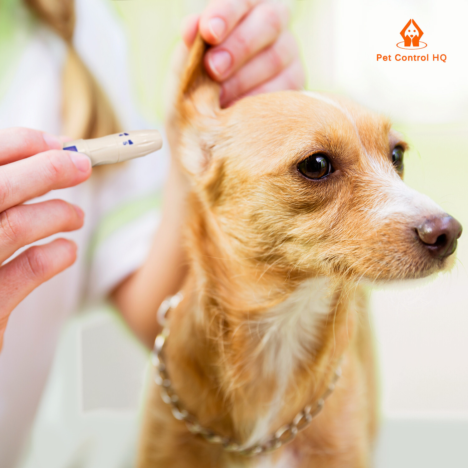 Blood glucose meter monitor dog cat glucometer dogs diabetes sugar insulin pet