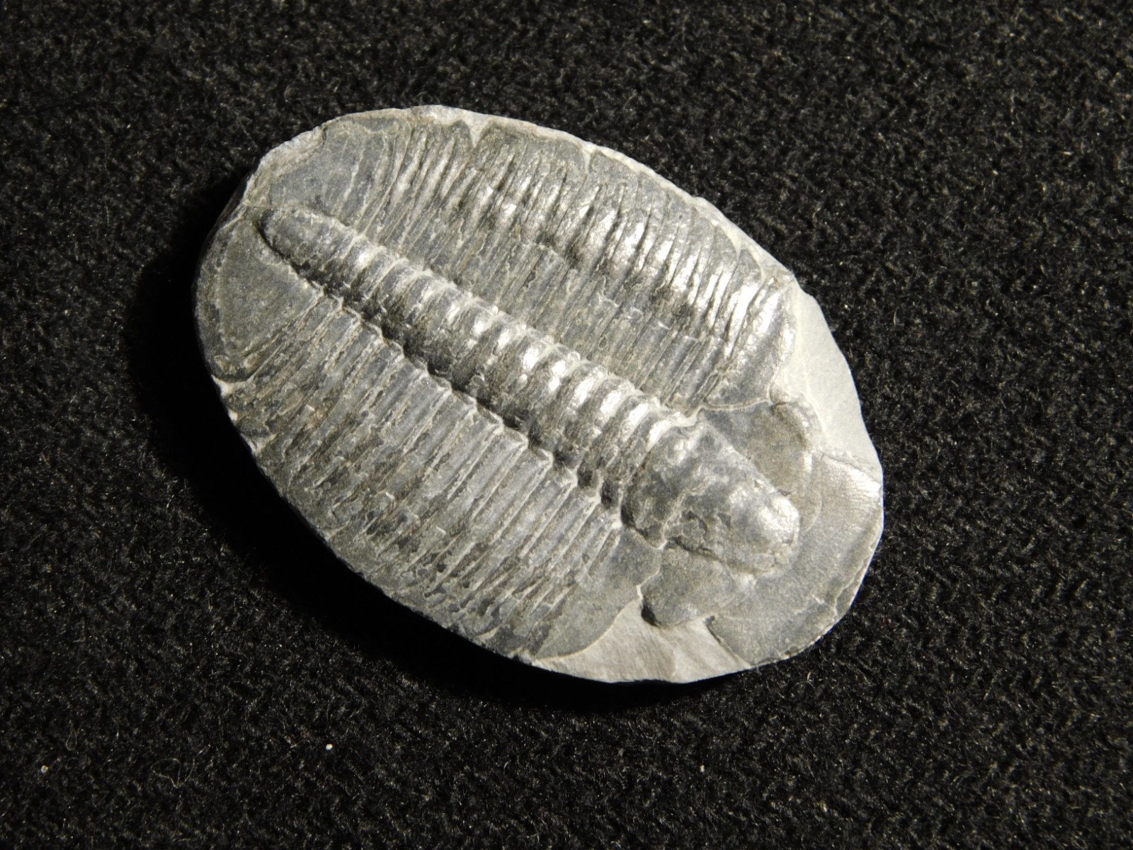 Elrathia TRILOBITE Fossil 100% Natural From Cambrian Utah 7.73