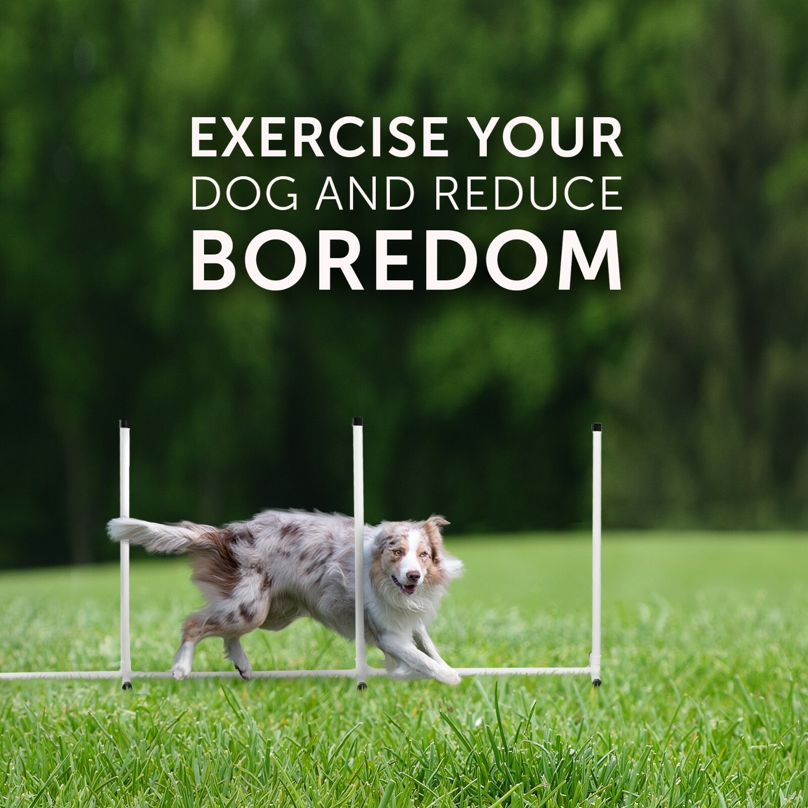 Better Sporting Dogs Deluxe Agility Equipment Set 7 Piece Set