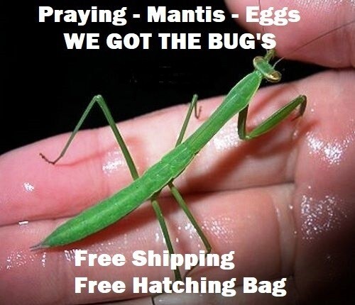 Two Freshly Harvested Carolina Praying Mantis Eggs 2 Fresh Picked 2026 season.