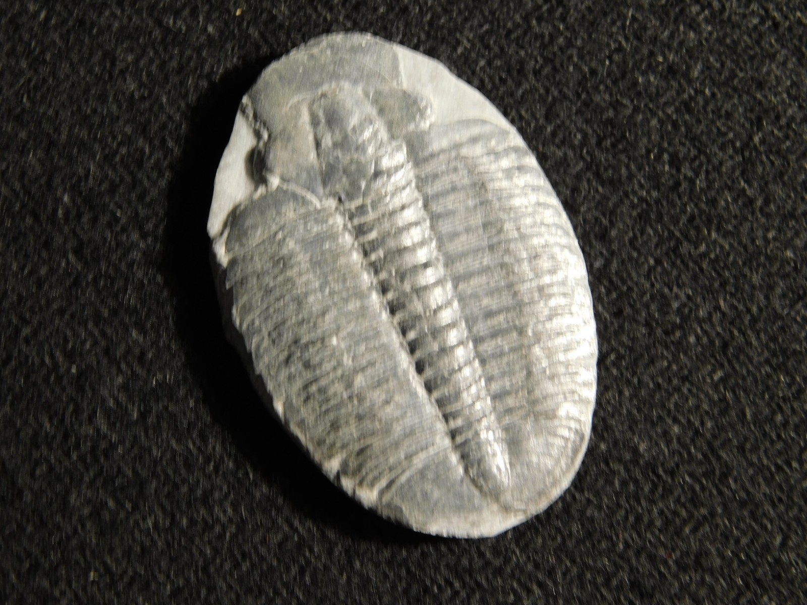 Elrathia TRILOBITE Fossil 100% Natural From Cambrian Utah 7.73
