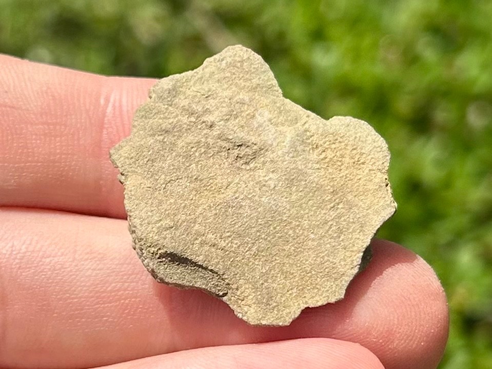 Alabama Fossil Starfish Cast Mississippian Age Bangor Limestone Formation
