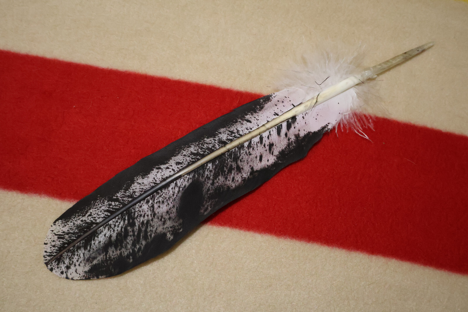 Native American-made Immature Bald Eagle Feathers Immature hand painted
