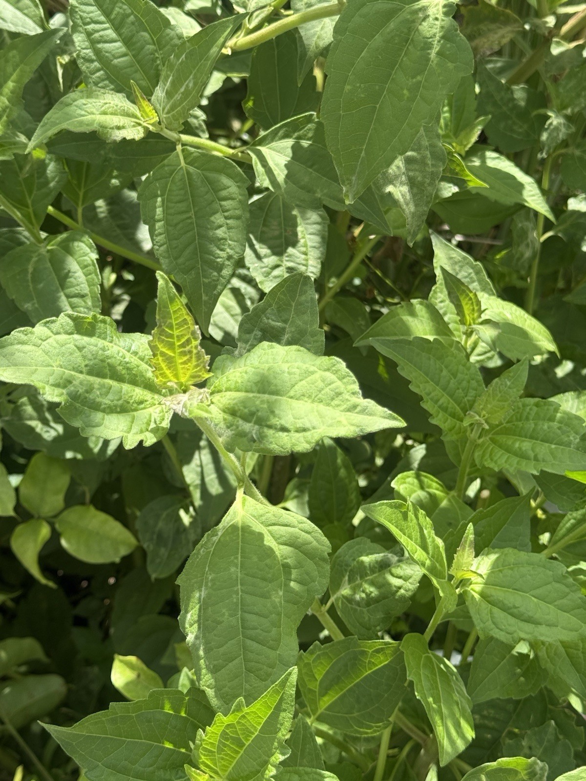 EWE Rompe Saraguey PLANTA HIERBA religion yoruba ifa africana santeria