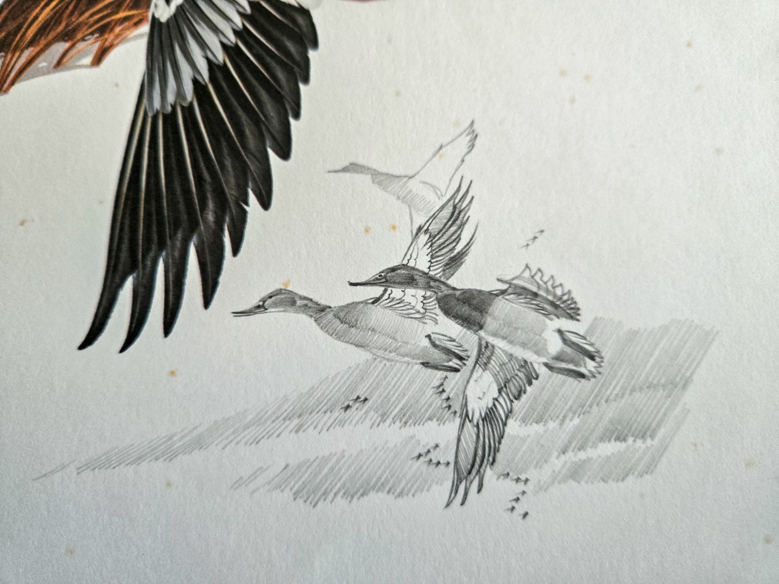 RARE-1977 (RW44)- Federal Duck Stamp Print *Martin Murk* Remarqued