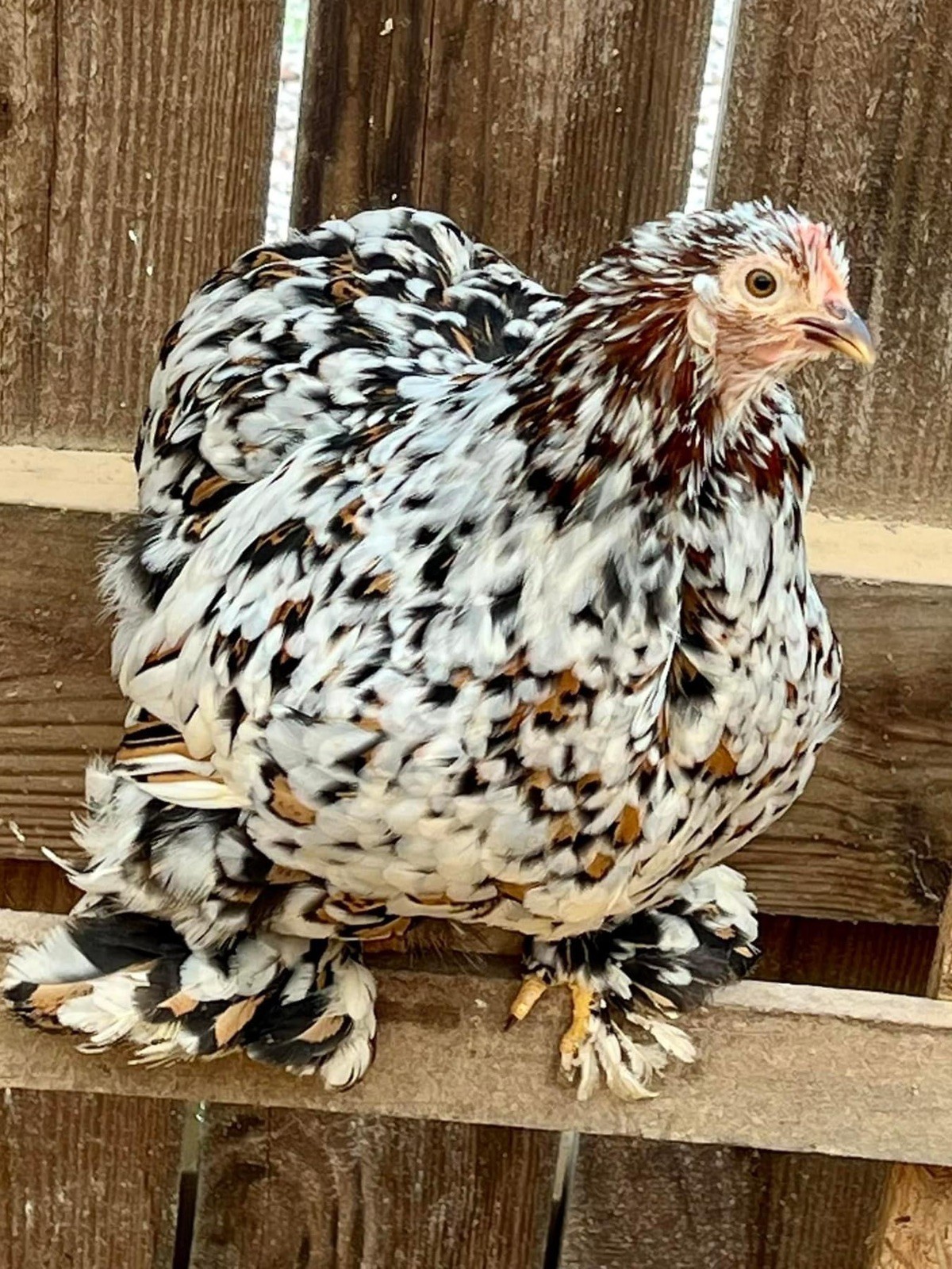 Dozen Mille Fleur Bantam Cochin Eggs