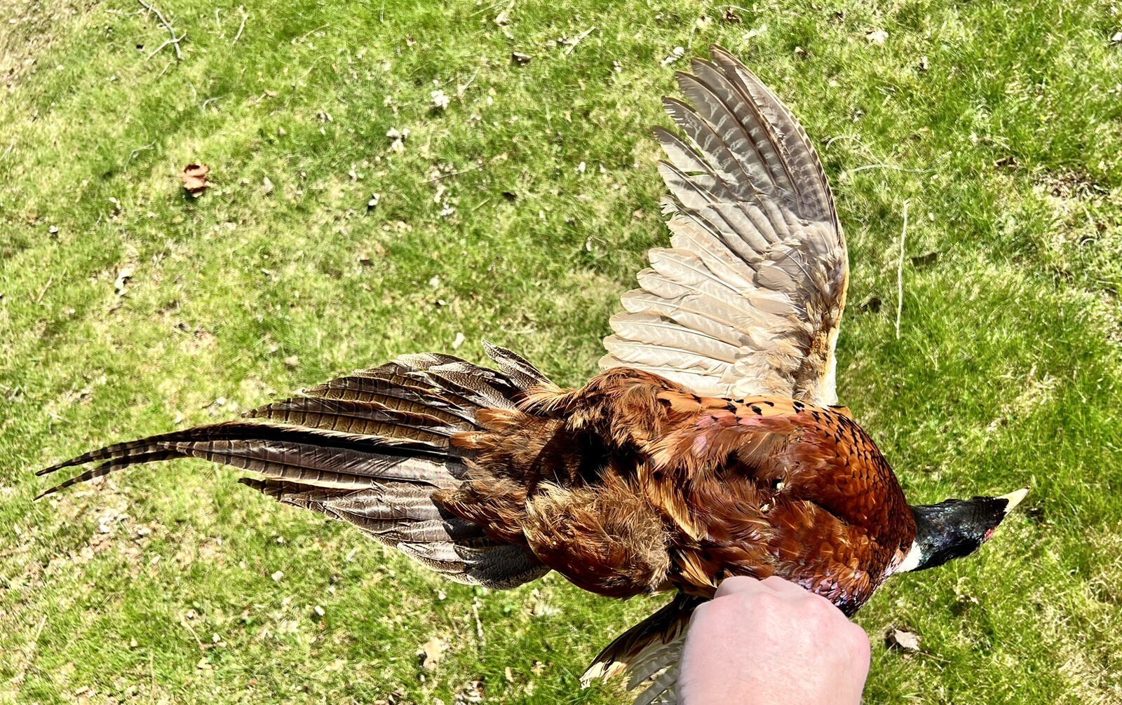 Vintage PAIR Real Ringneck Flying Pheasants Wall Mounts Taxidermy LOCAL PICKUP