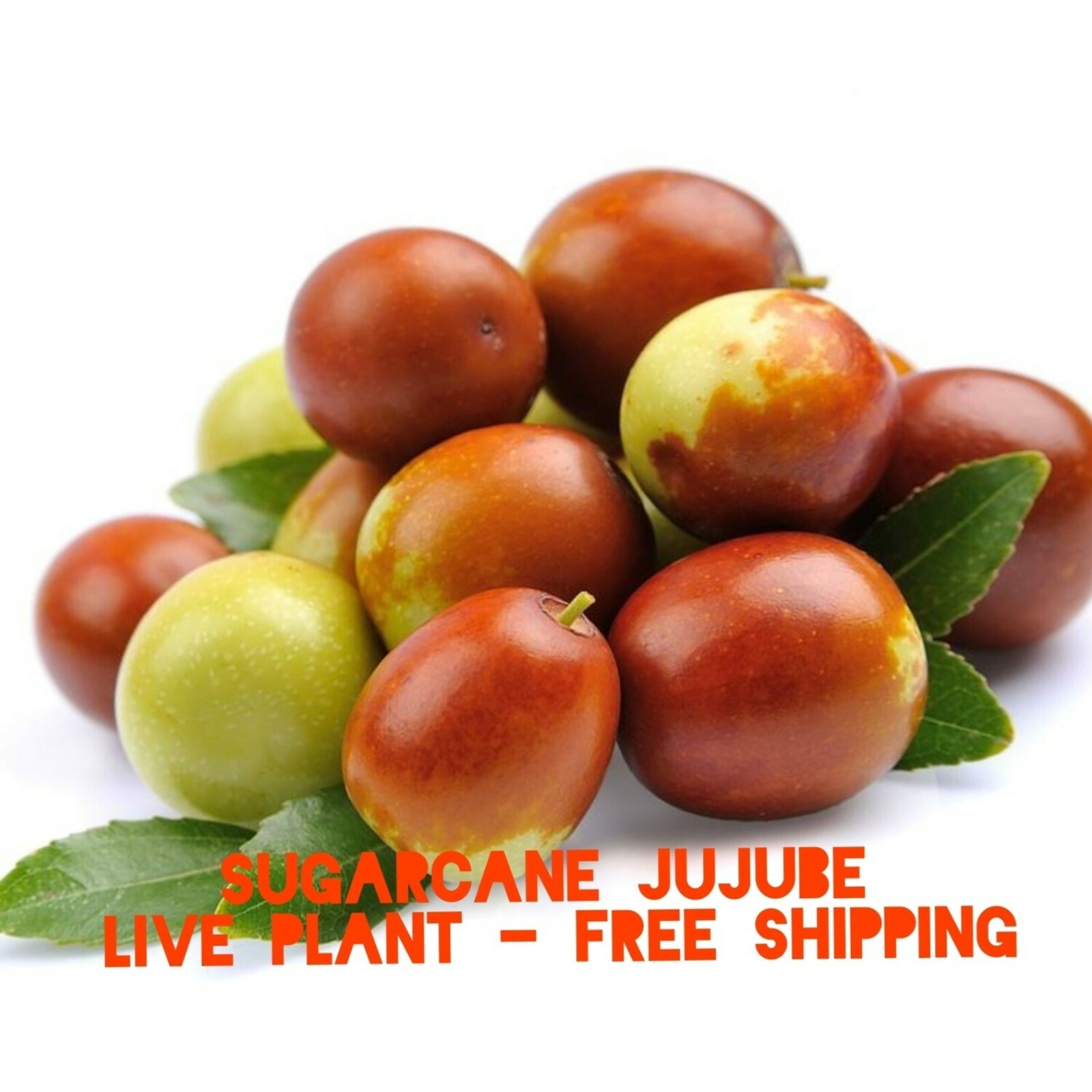 Sugarcane Jujube chinese Date Ziziphus jujuba live plant & seeds fast grow bulk