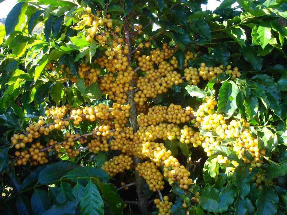 100% HAWAIIAN / KONA COFFEE BEANS MEDIUM ROASTED 2 / 12 POUNDS