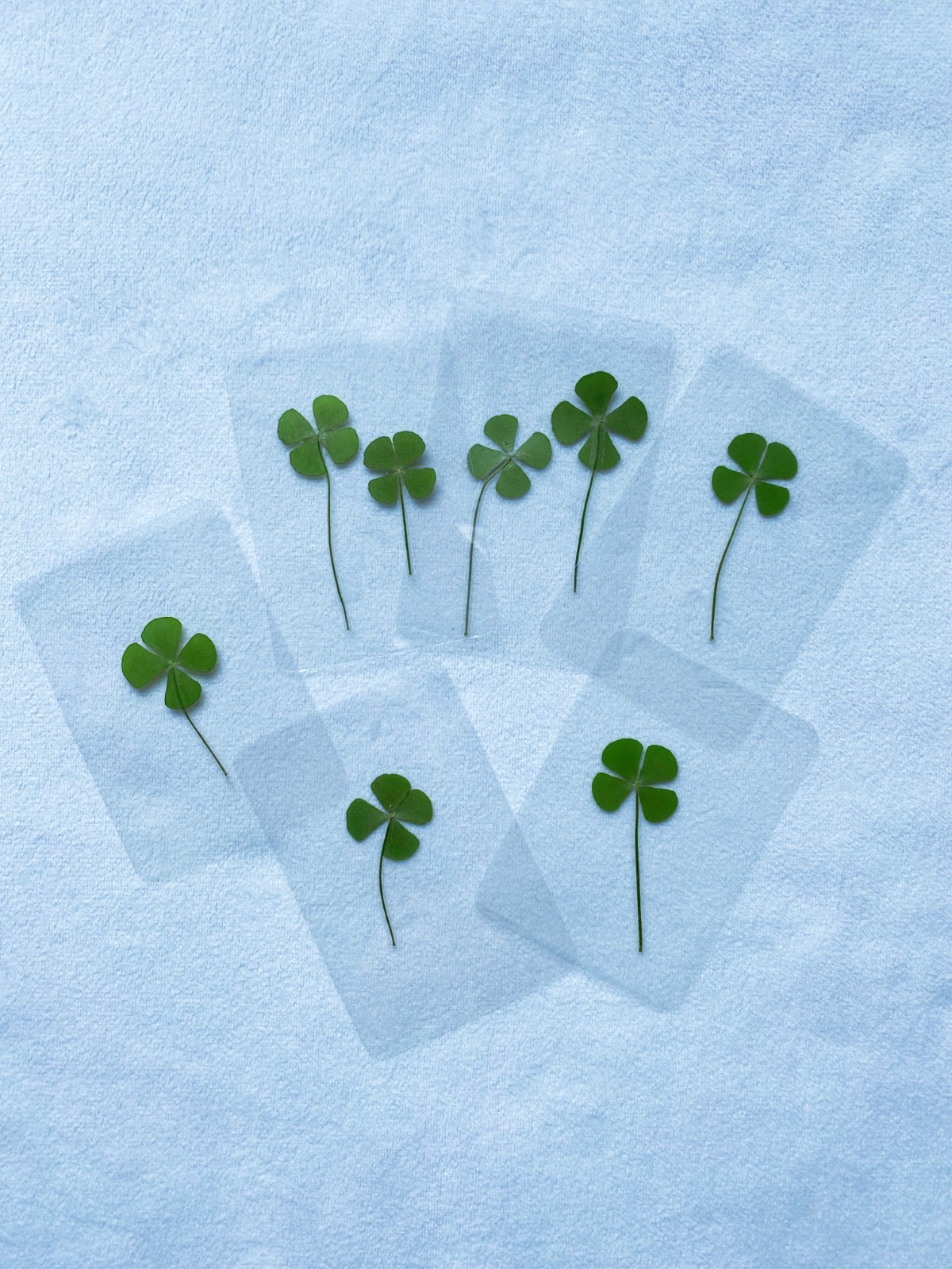 🍀Real Four Leaf Clover- Laminated Pressed Lucky Clover Good Luck Charm