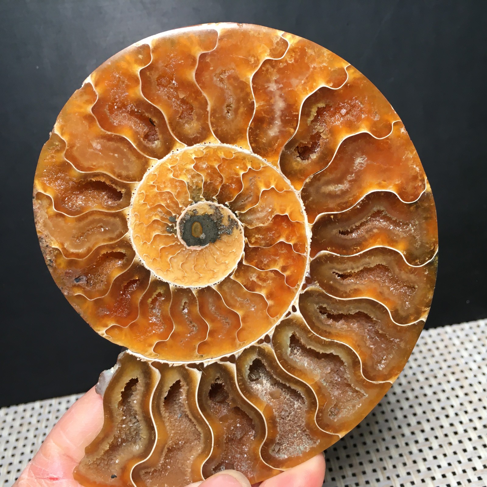 184g  1pc Split  Carving Home Decoration    Specimen Shell Healing    md3746