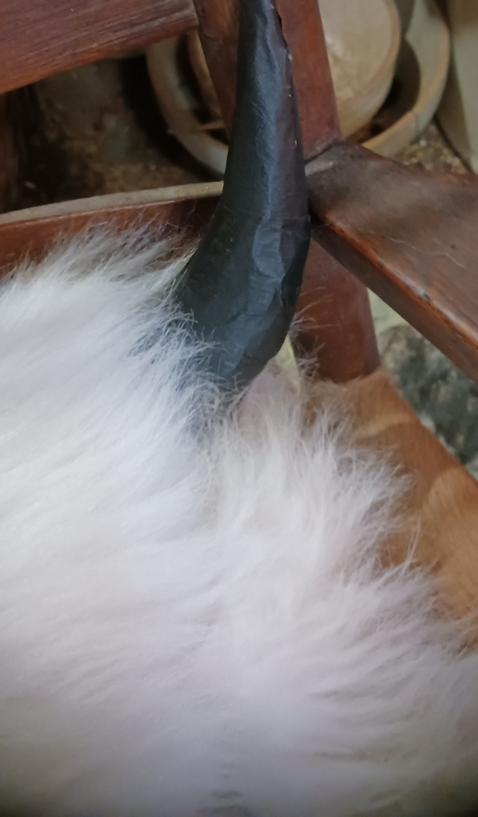 *AWESOME NATIVE AMERICAN WHITE BUFFALO HEAD DRESS LORETTA BEYUKA NICE HTF !*