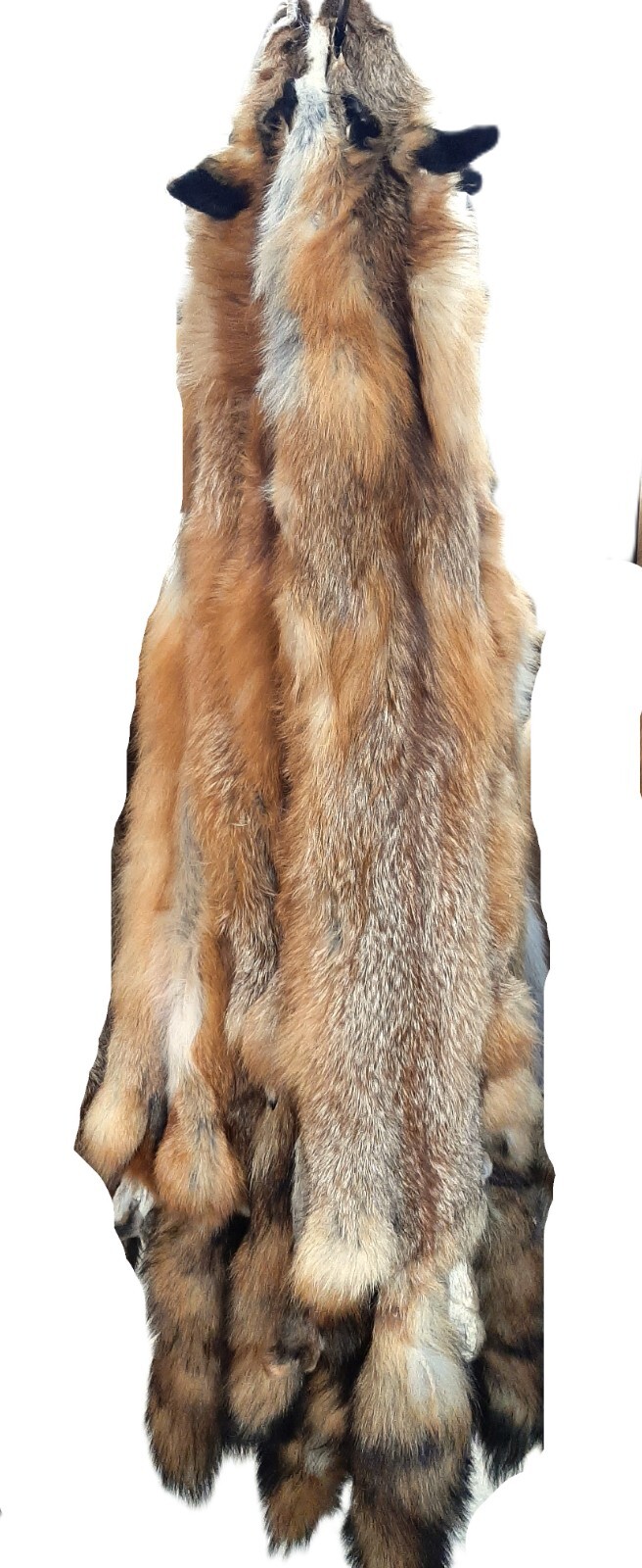 Red Fox, tanned, October harvested, fur, pelt