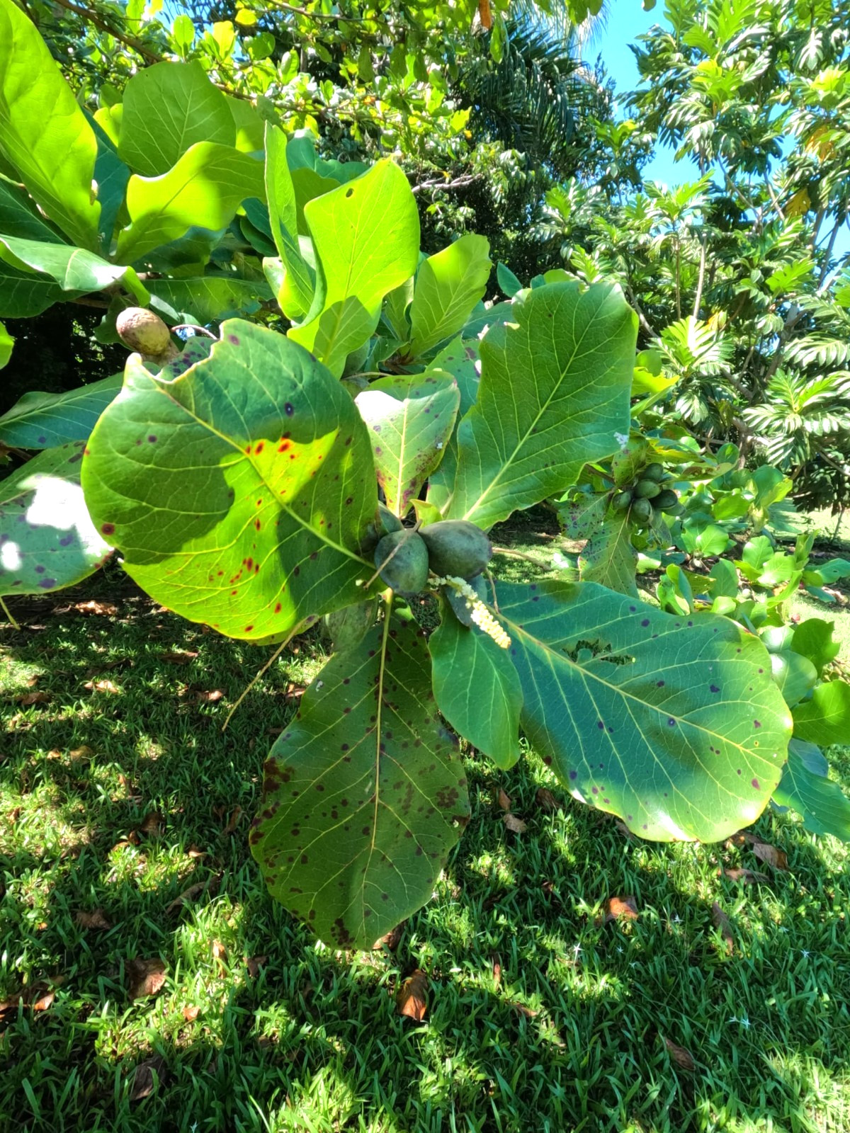 Cattapa Indian Almond Leaves from Caribbean 40 dry leaves