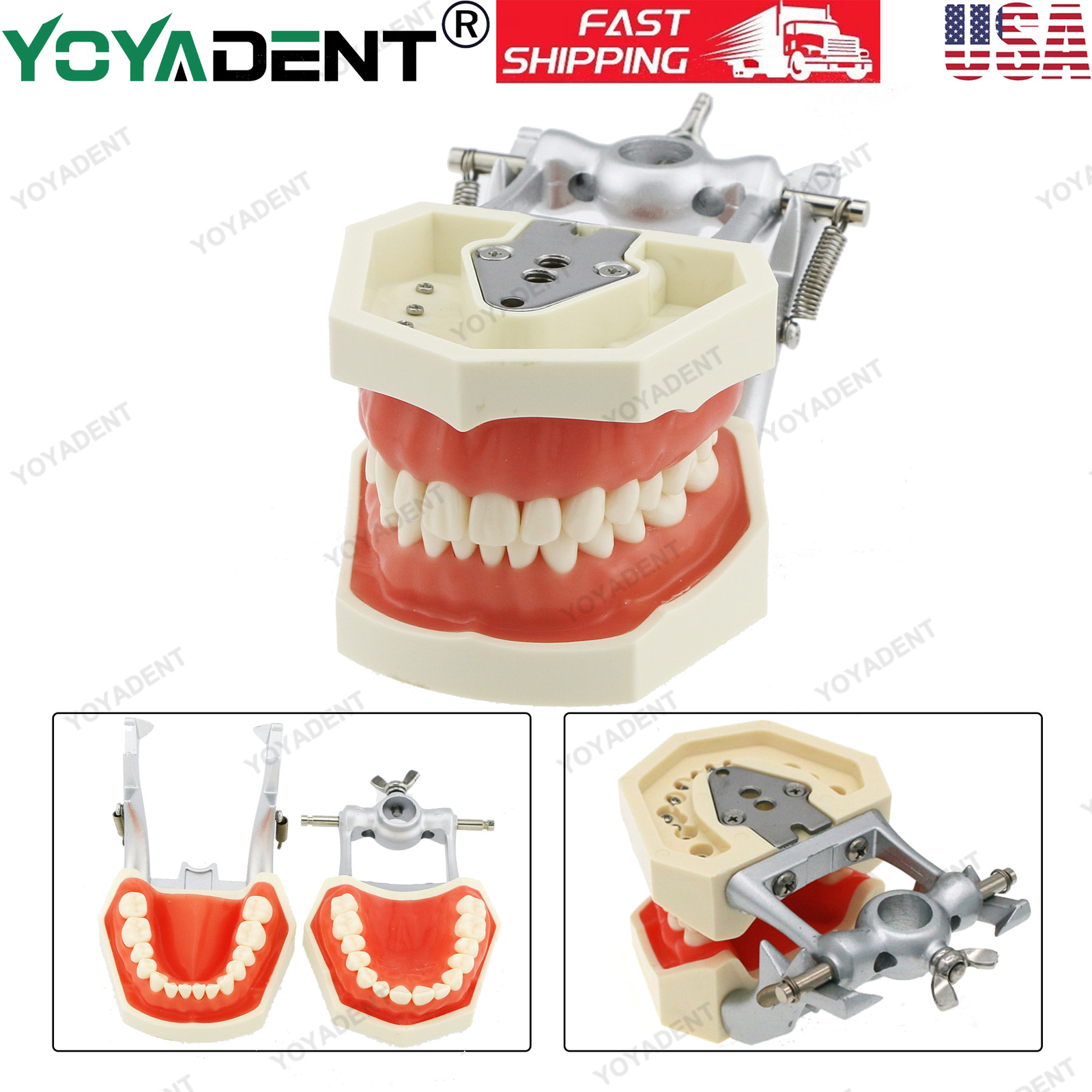 USA Kilgore Nissin 500 Style Dental Teeth Typodont Model 28Pcs Removable Teeth