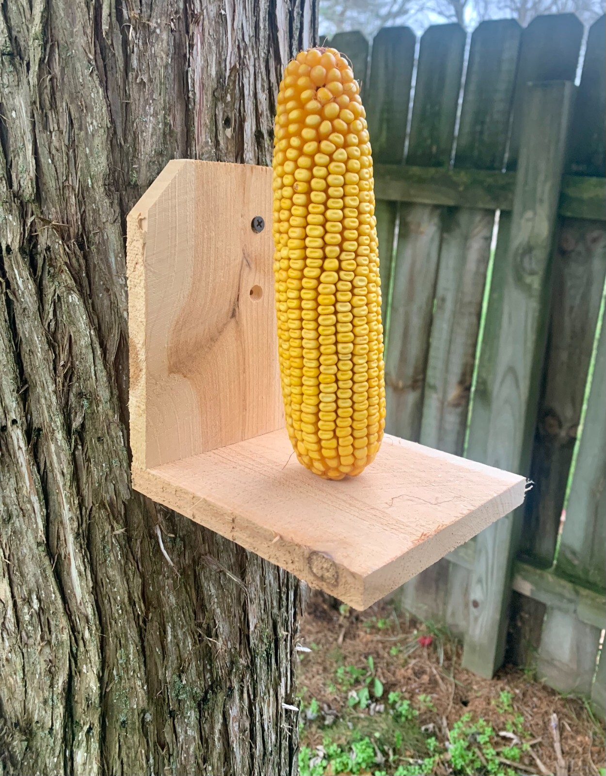 Corn on the Cob Squirrel, Bird, Rabbit, Feed 18 lb just harvested