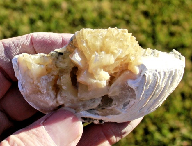 Fluorescent Fossil Crystal Clam from Ruck's Pit, Florida • Mercanaria permanga