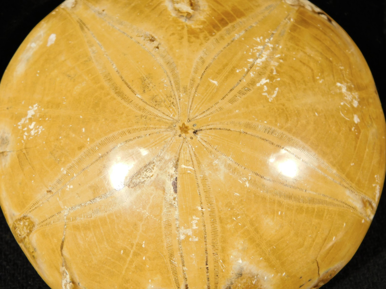 Big! Polished 150 Million Year Old! SAND DOLLAR Fossil Madagascar 198gr