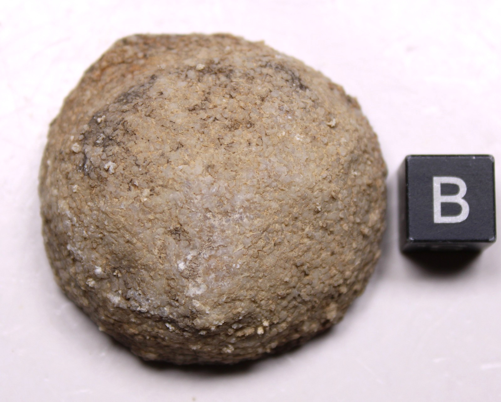 Astraeospongia meniscus Sponge Fossil Silurian Tennessee Brownsport Formation