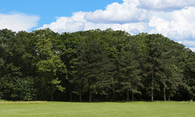 TrainJunkies Just Trees 1 Model Railroad Backdrop