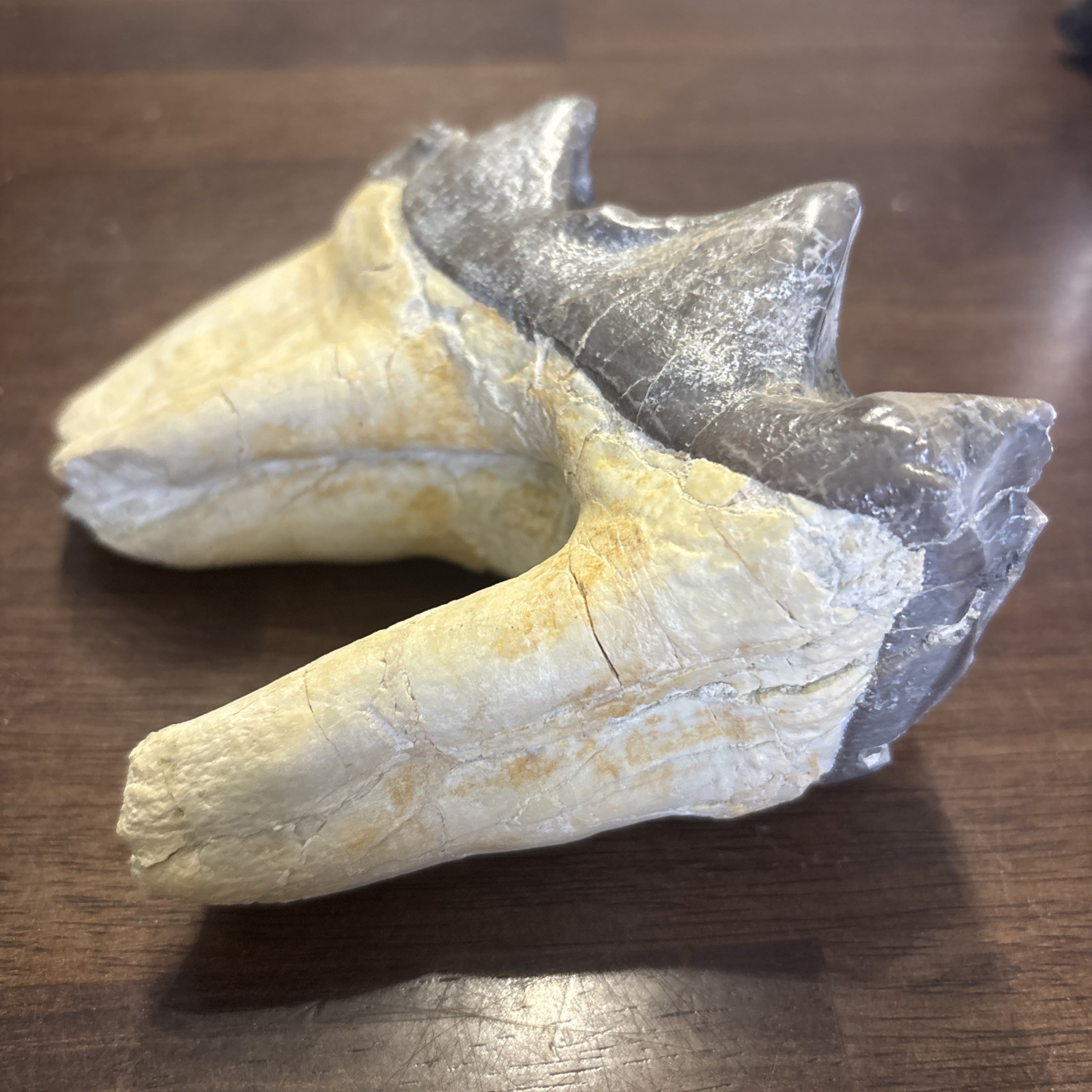 Rhino Lower molar Titanothere Late Eocene 35 Mill Fossil