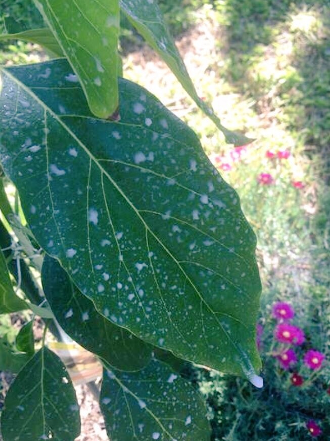 IV Organic White Wash, 1 Pint (BROWN)