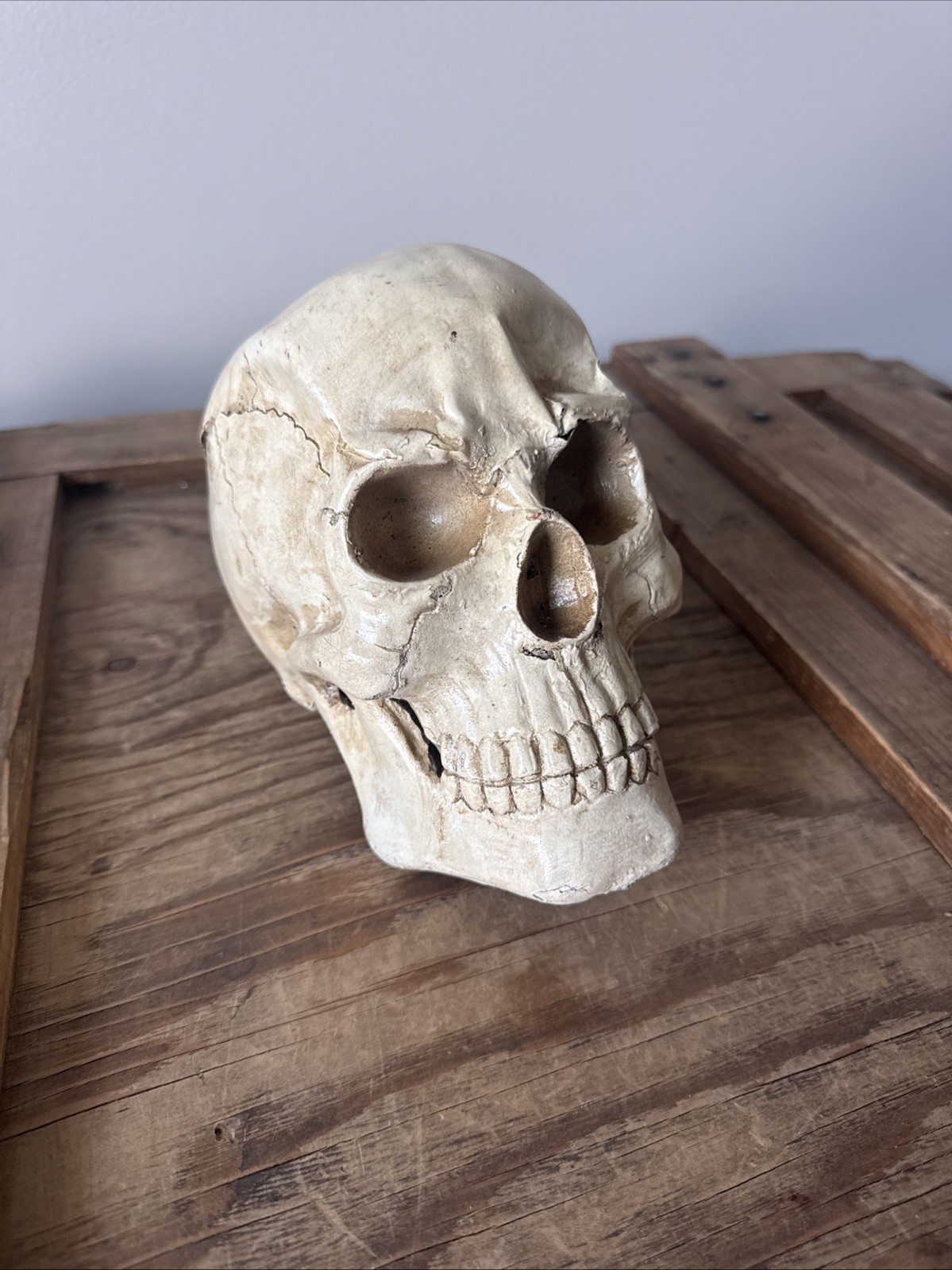 Vintage Fake Life Size Human Skull - skeleton anatomy oddity