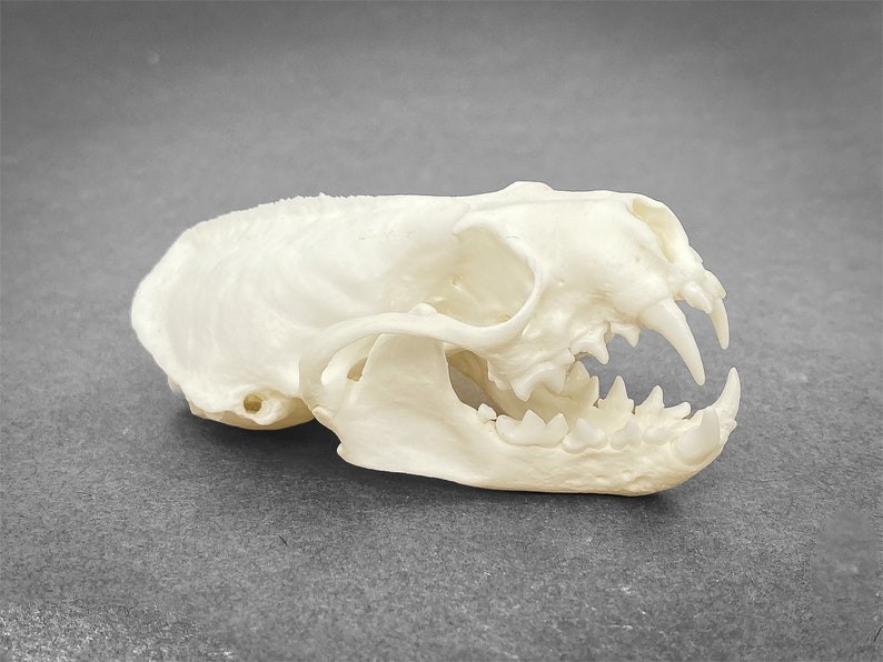 Real Mink Skull Taxidermy Professionally Cleaned Taxidermy Skull