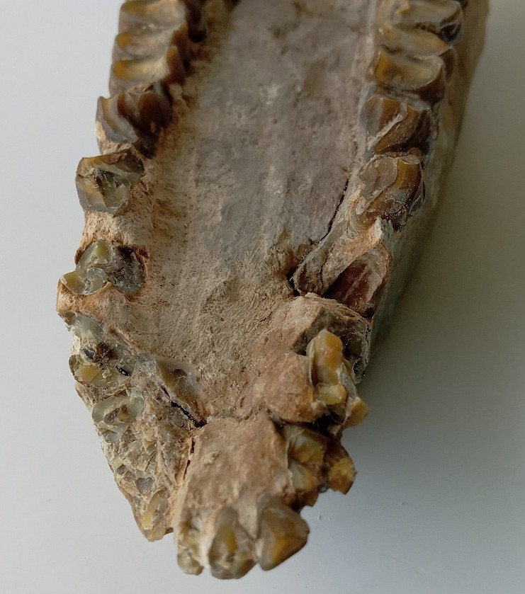 Camel Jaw Teeth Fossil From Badlands South Dakota