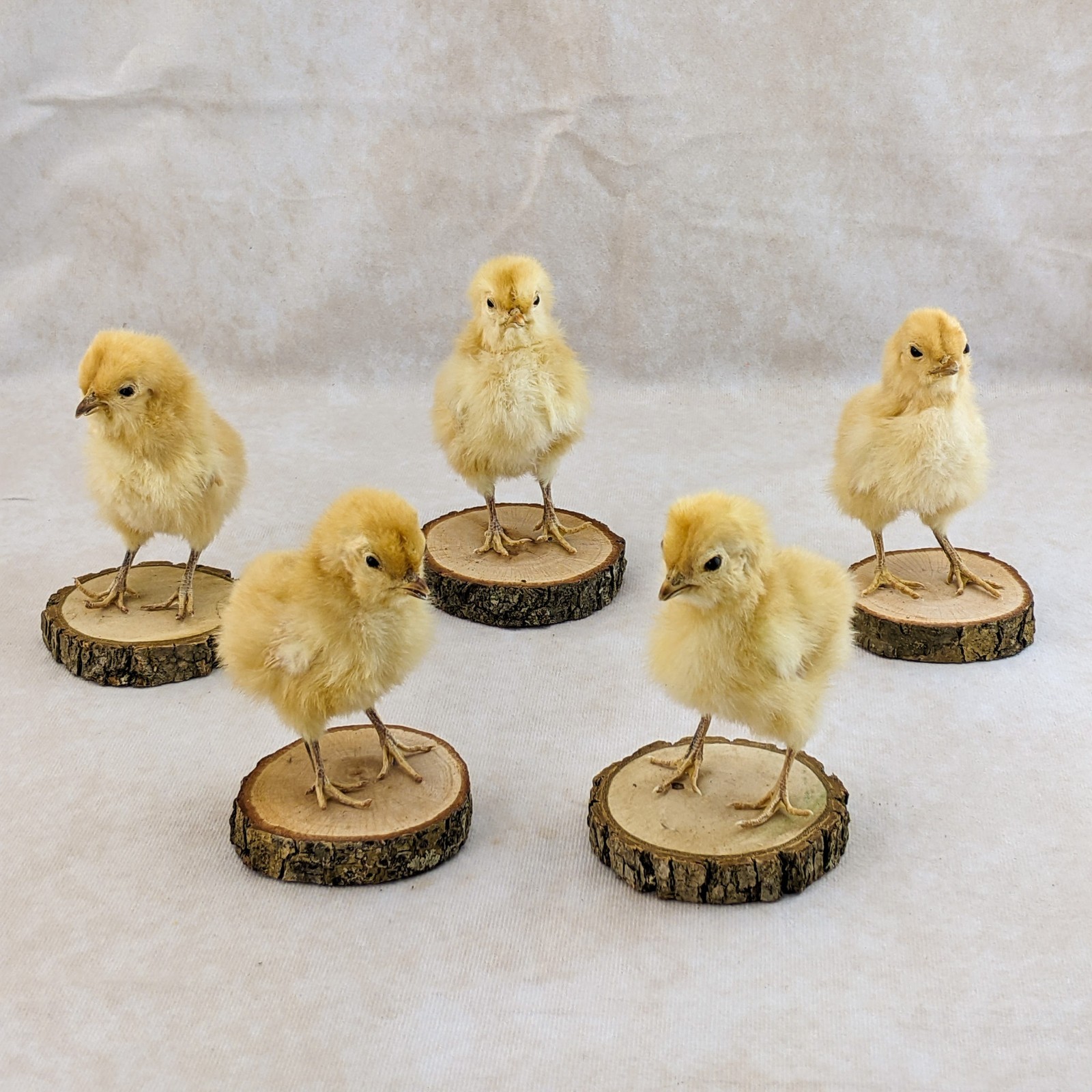BABY Chick Chicken standing w/ wood base real taxidermy Curiosities oddity gift