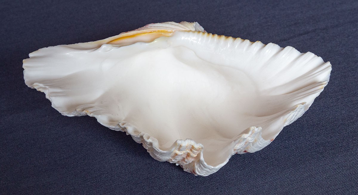 TRIDACNA GIGAS Clam Shell HALF 6" x 4" BEAR PAW Nice Marking