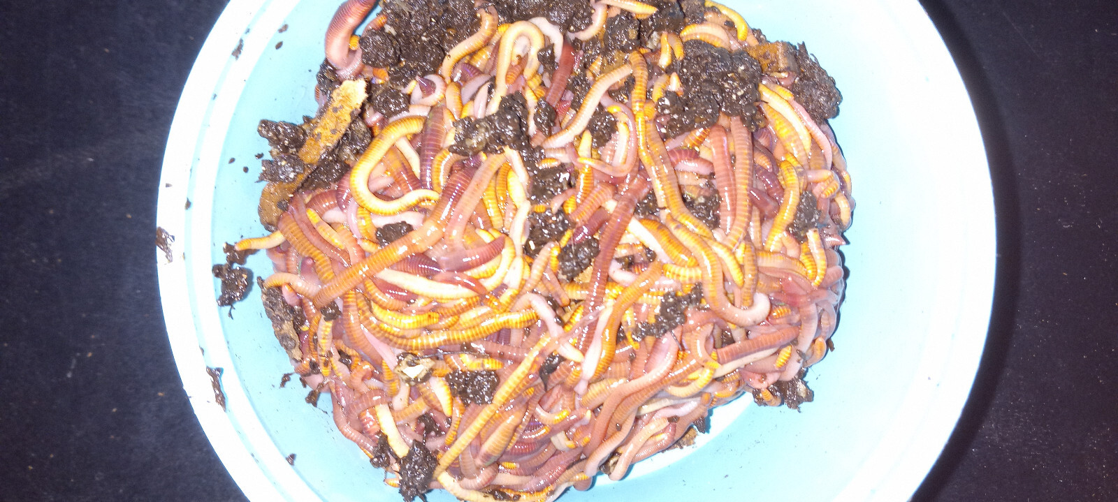 (Terry's) Need Live Red Wiggler WORMS, Garden Time, Red Wiggler Compost Worms