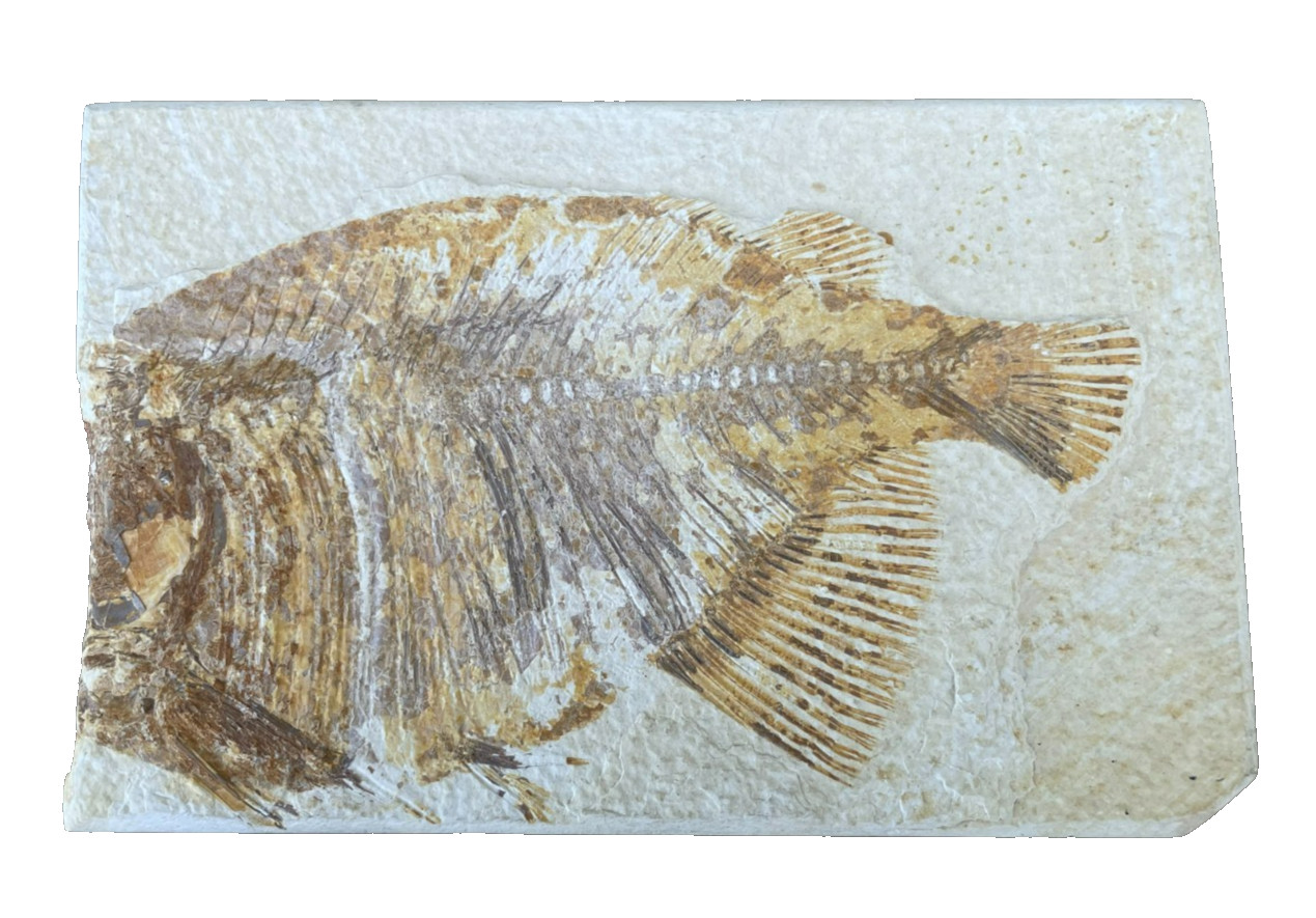 Fossil Fish Plate Natural Formation