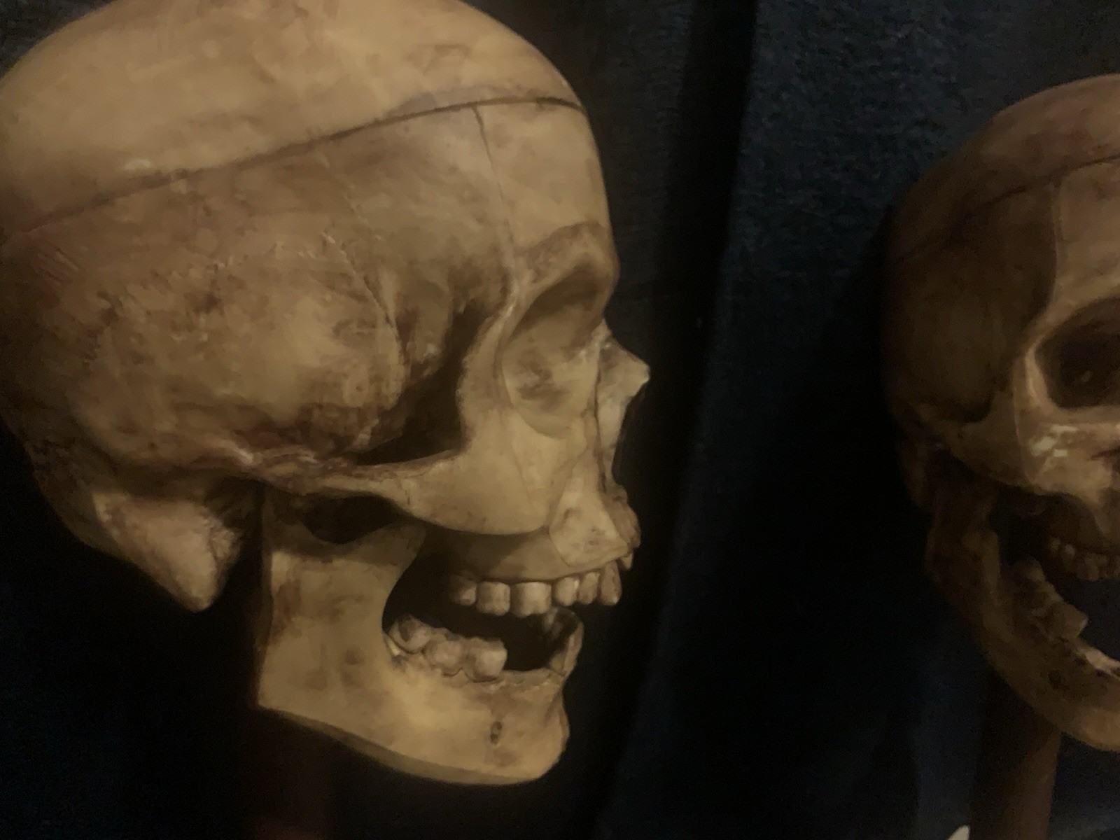 Vintage Realistic Human Skulls