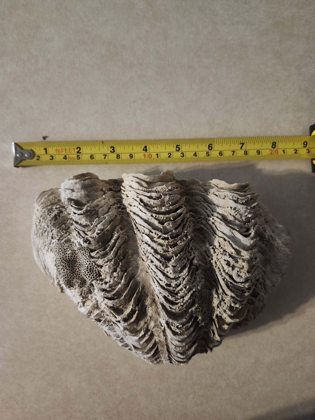 Clam Shell Tridacna Large