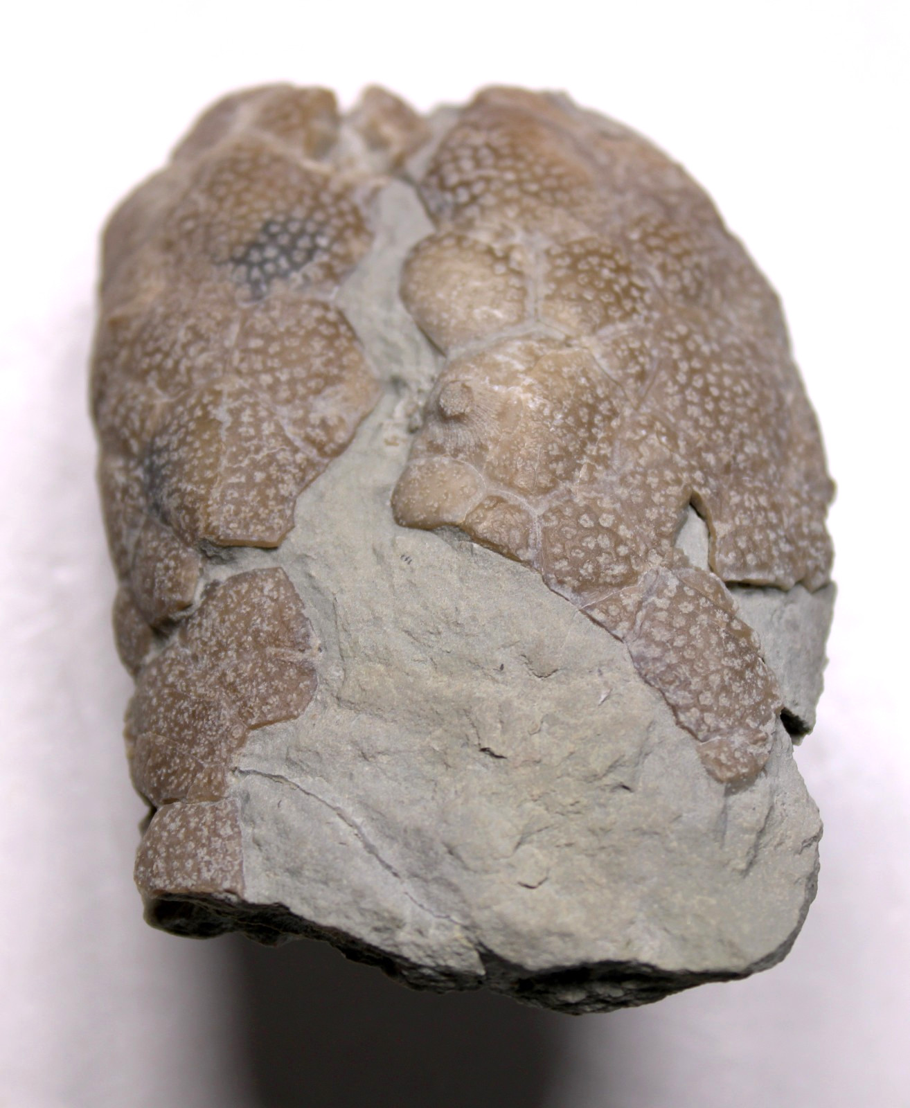 Triamara ventricosa Silurian Cystoid Fossil Indiana Massie Shale