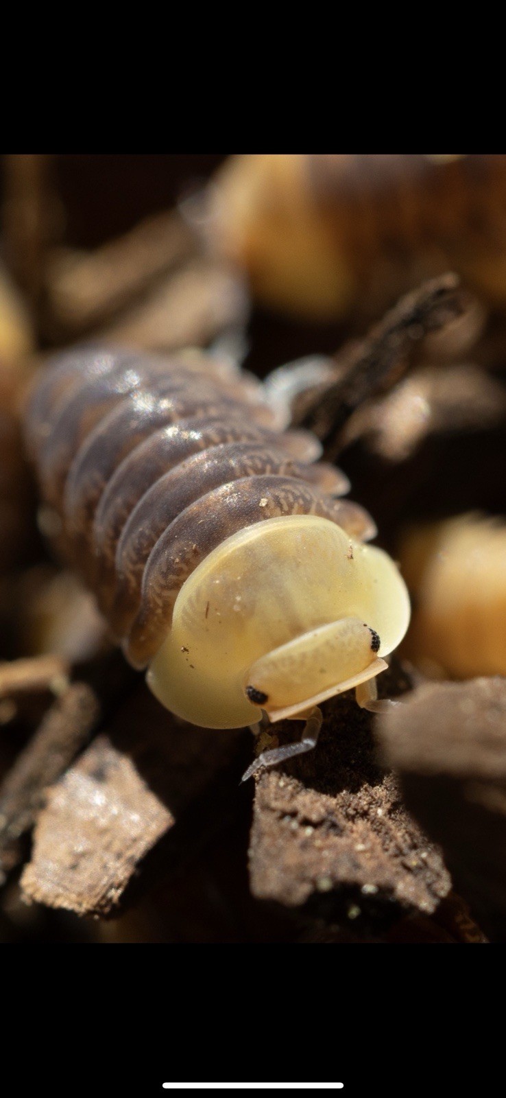 Rubber Ducky/Blonde Rubber Ducky Isopods LAG