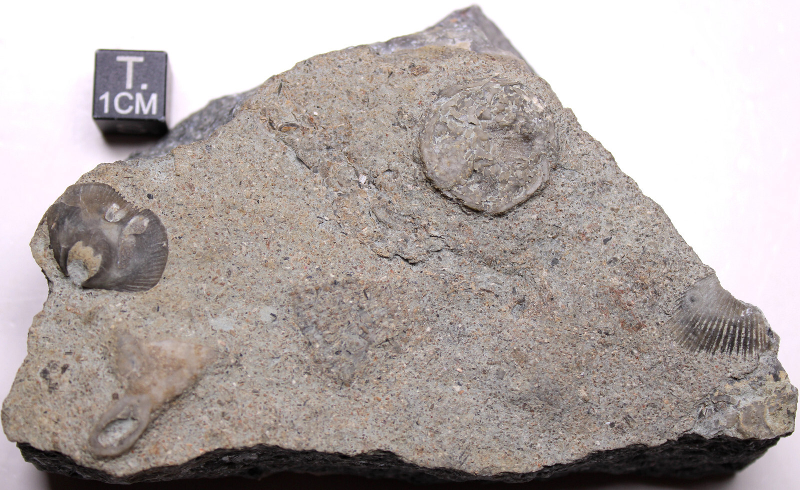 Cincinnatian Edrioasteroid Fossil Ordovician Kentucky Fairview Fm Echinoderm