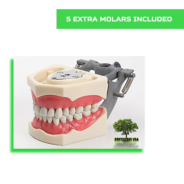 Replacement Teeth Typodont 860 (5 pack) Compatible With Columbia Brand