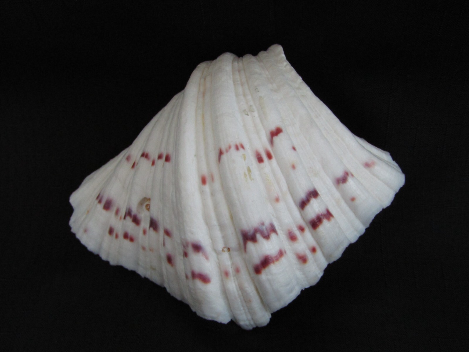 Genuine Bear Paw Hippopus Clam 6.5" x 5.5" Seashell EUC