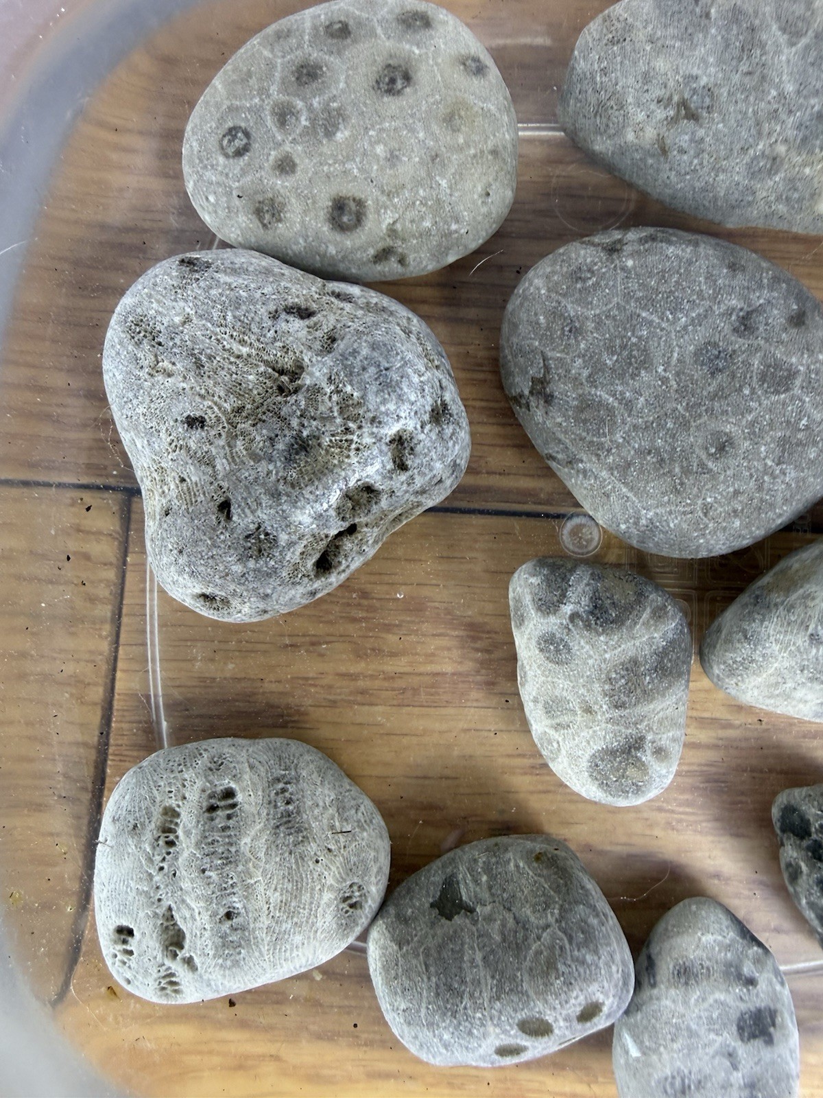 Lot 12 Petoskey Stones Unpolished 1 Lb Lake Michigan Coral Fossil Craft Jewelry