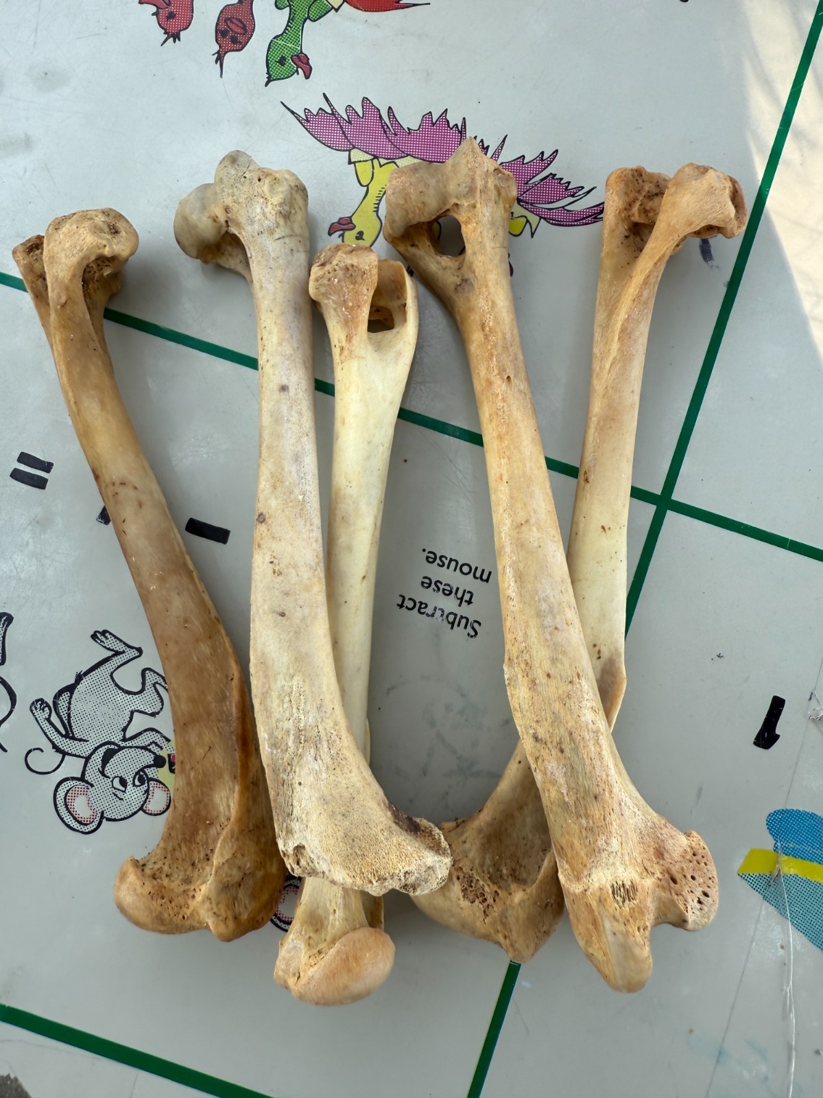 2PC Coyote Humerus Leg Bones for Crafts Knife Handle Native American 6" ~ 7"