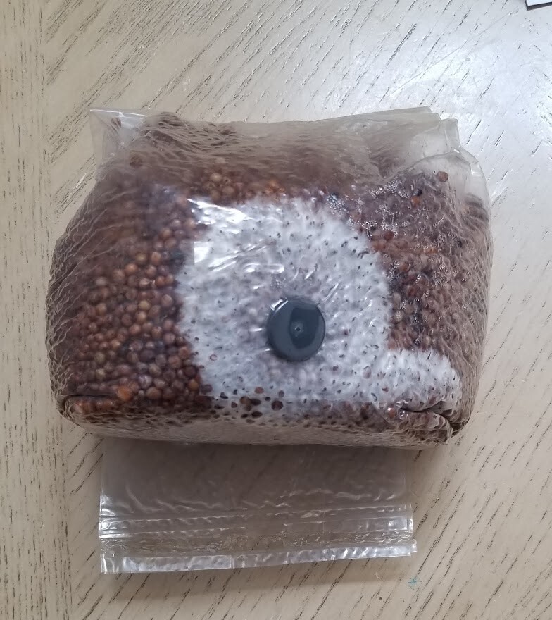 5 x 3 lbs sterilized grain berries mushroom spawn bags with injectable ports