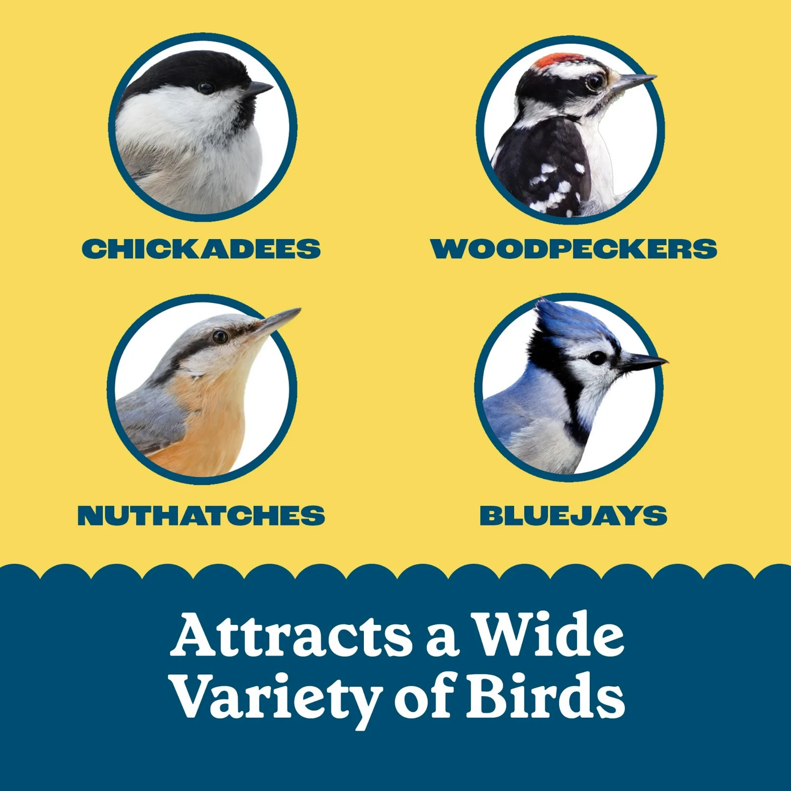 High Energy Suet Cake for Wild Birds Year-Round Feeding 8 Pack of 11.75 oz Cakes