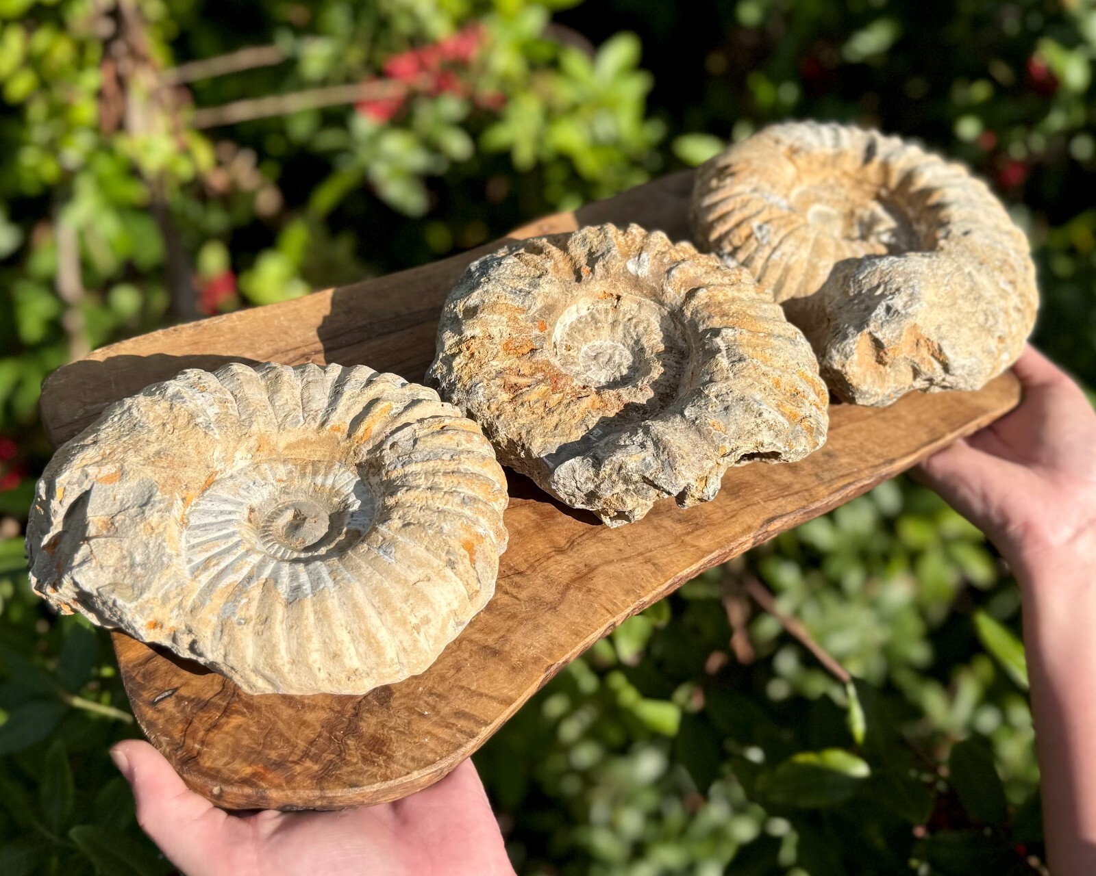 Jumbo Natural Ammonite Fossils From Morocco, 6 - 8" Raw Ammonite Specimens