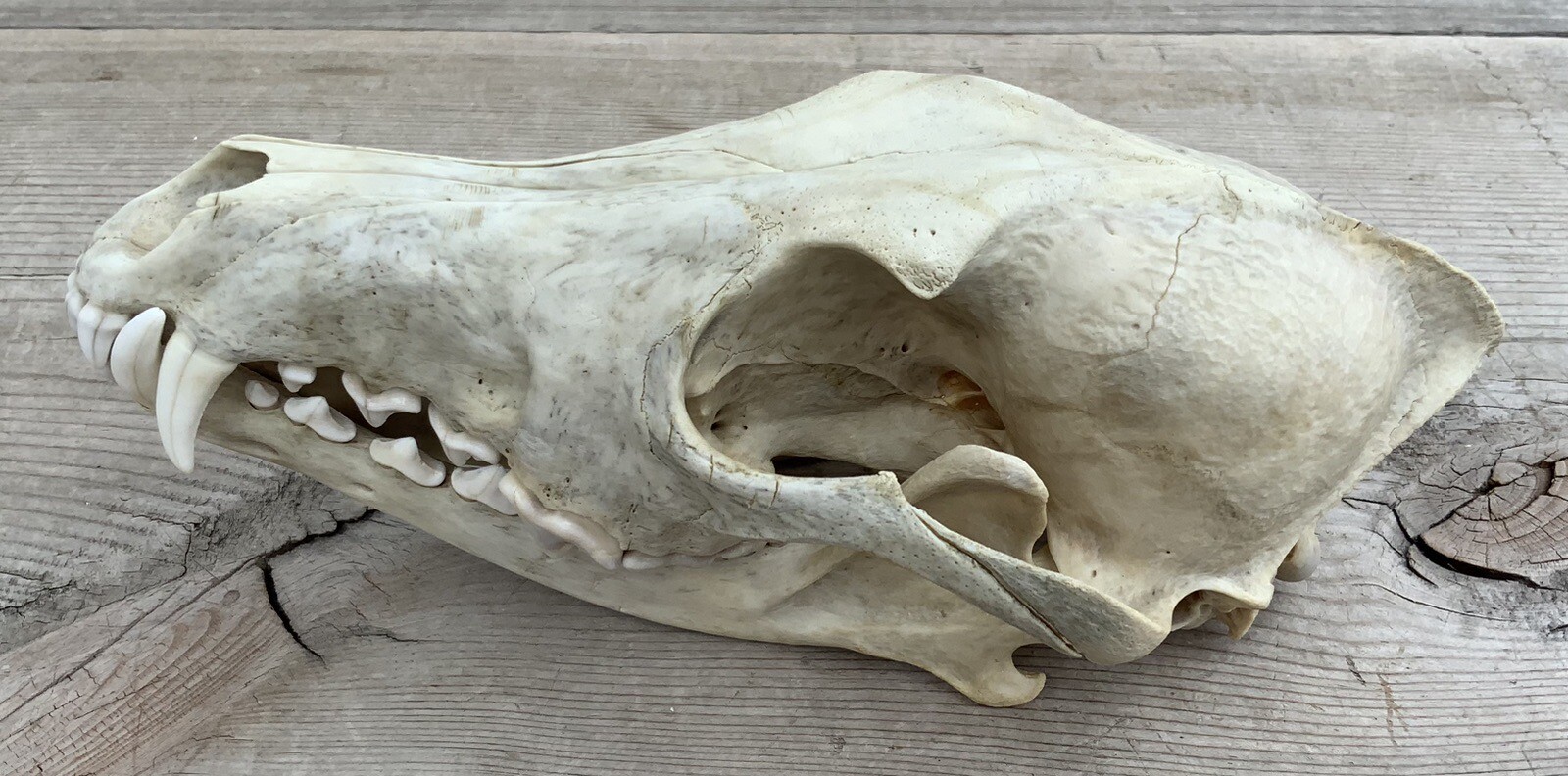 Coyote Skull Nature Cleaned Real Authentic Montana Coyote Skull
