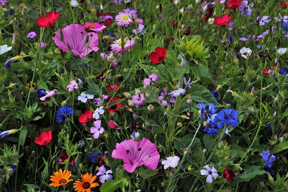 ALL PERENNIAL Wild Flower Mix. Pollinator Food, Garden Heirloom, 1200+ Seeds