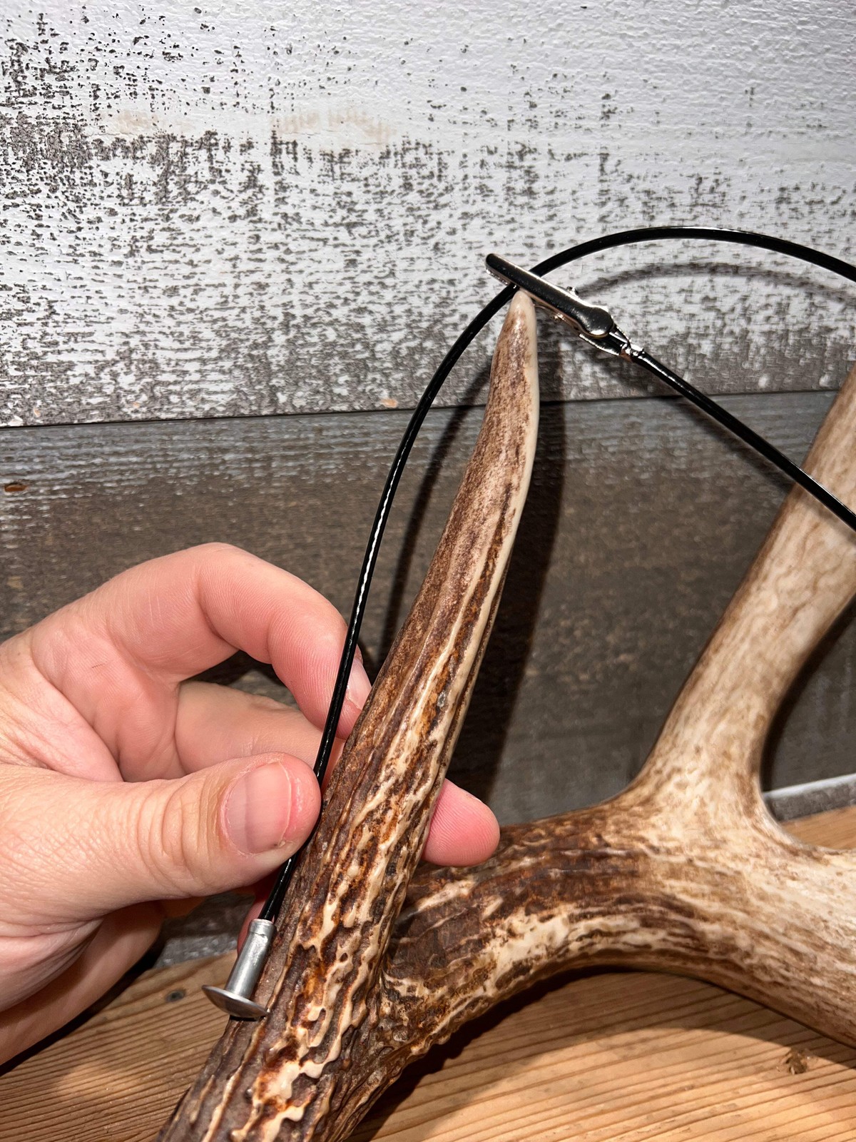 Whitetail Co. Whitetail, Elk and Antelope Antler Score Kit