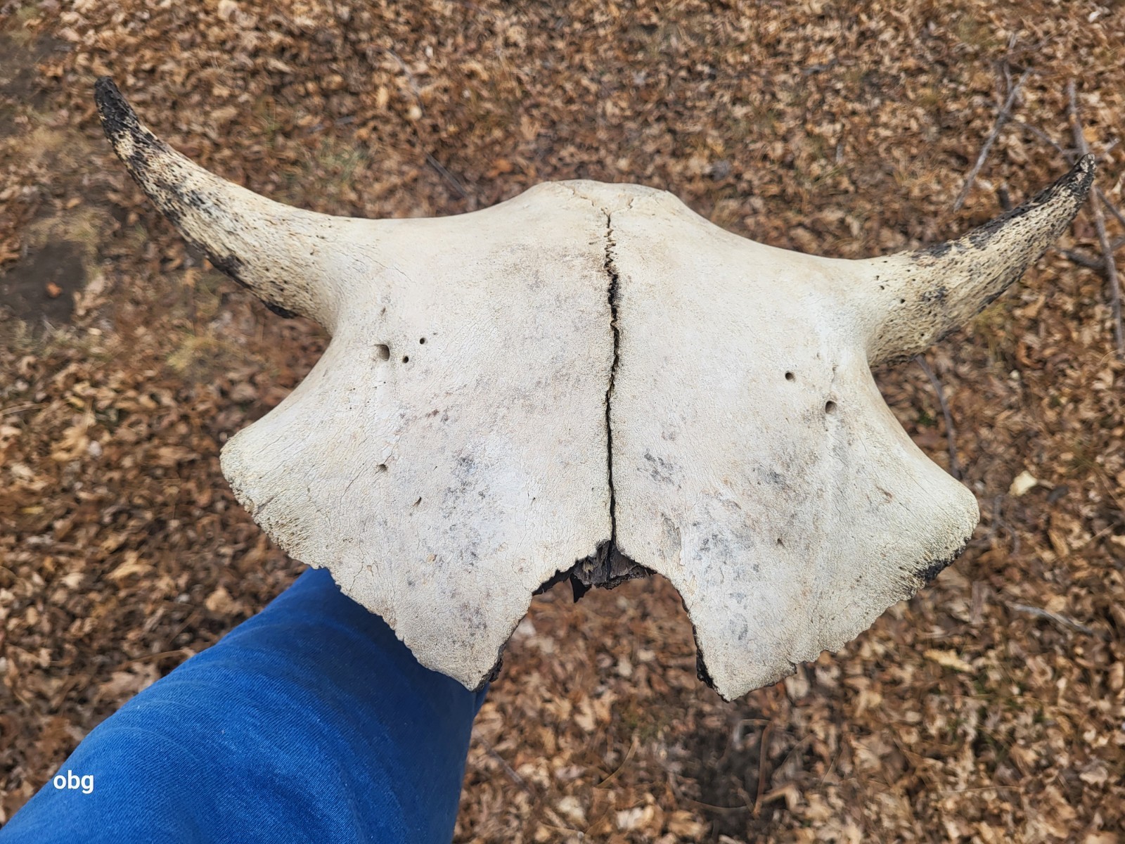 Bison Skull cap real historic buffalo skull